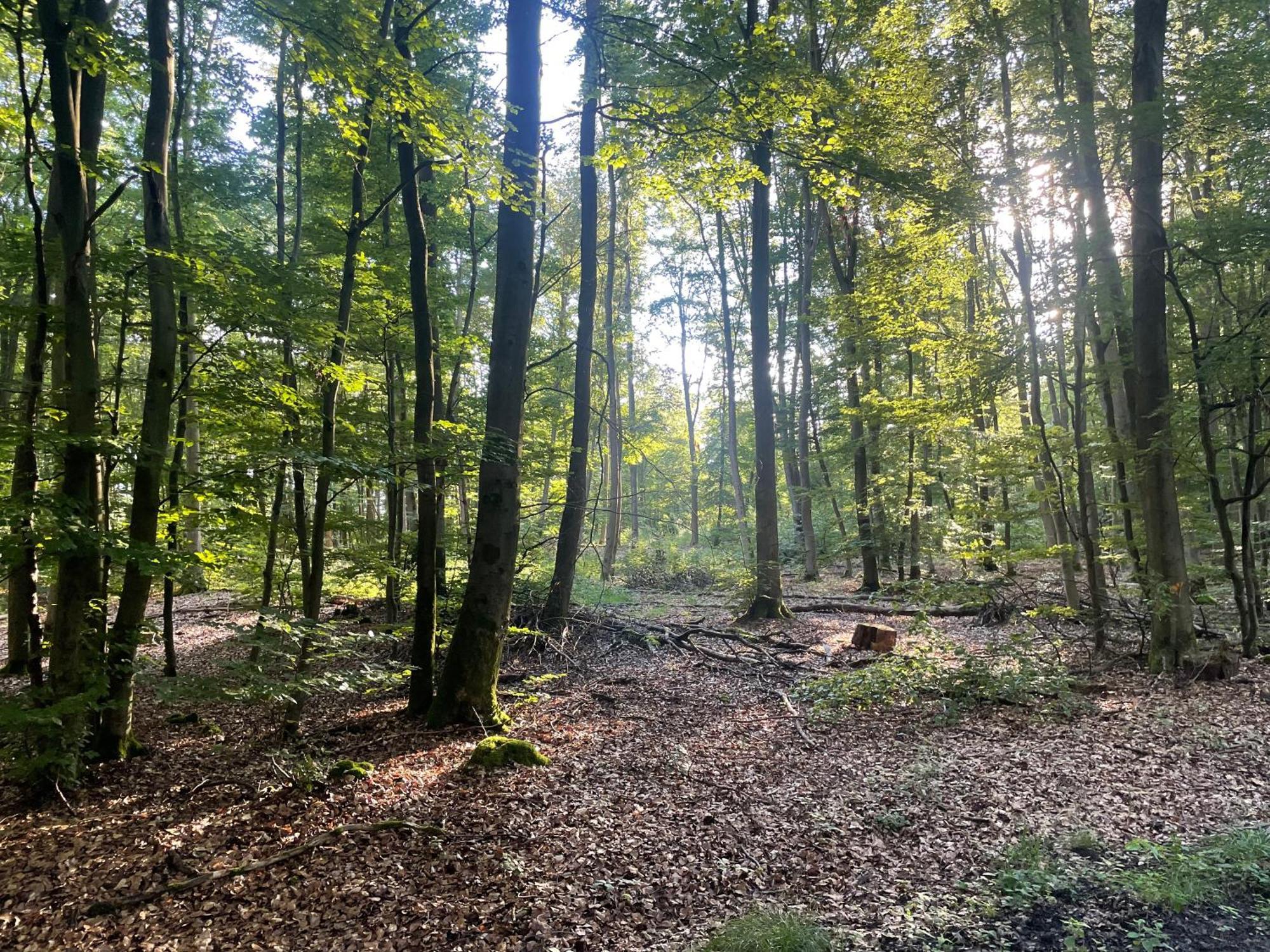 Waldsolms Gaestehaus Koehler المظهر الخارجي الصورة